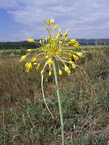 Allium flavum